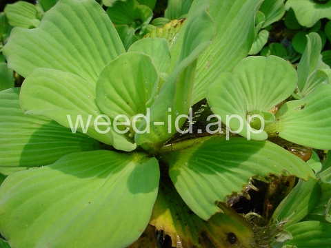 waterlettuce
